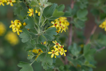 Bush golden currant color of yellow flowers in early spring. Close-up, macro.