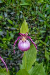 Etretat, France - 05 31 2019: the gardens of Etretat. Flower