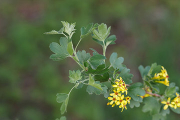 Bush golden currant color of yellow flowers in early spring. Close-up, macro.