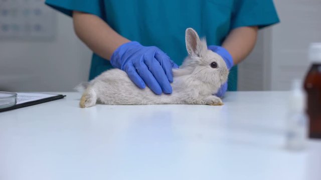 Caring vet specialist in gloves stroking fluffy rabbit, pet health examination