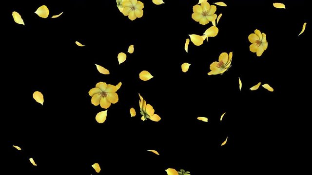 3D animation of a flower petals flow with alpha layer