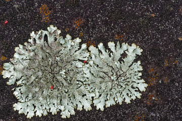 background of macro view silver grey foliose lichen with red spider mites on dark soft focus paving
