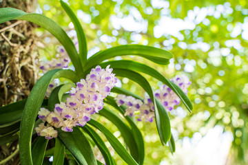 Purple orchid bunch,Aerides rosea Lodd. ex Lindl. & Paxton.soft focus.