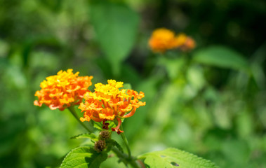 yellow flower