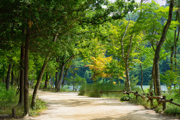 Walkway Lane Path With Green Trees in Forest. 