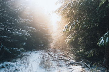 Sunlight and pine trees covered in snow