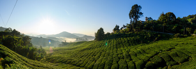 Beautiful panoramic view of tea plantation during sunrise in Cameron Highlands, Malaysia