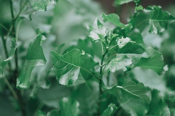 green leaves background
