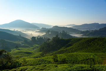 Fototapeta na wymiar Beautiful view of tea plantation during sunrise in Cameron Highlands, Malaysia