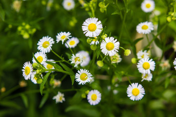 white small daisy blooming in the meadow