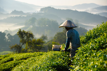 Worker collecting tea leafs at tea plantation during sunrise in Cameron Highlands, Malaysia - obrazy, fototapety, plakaty