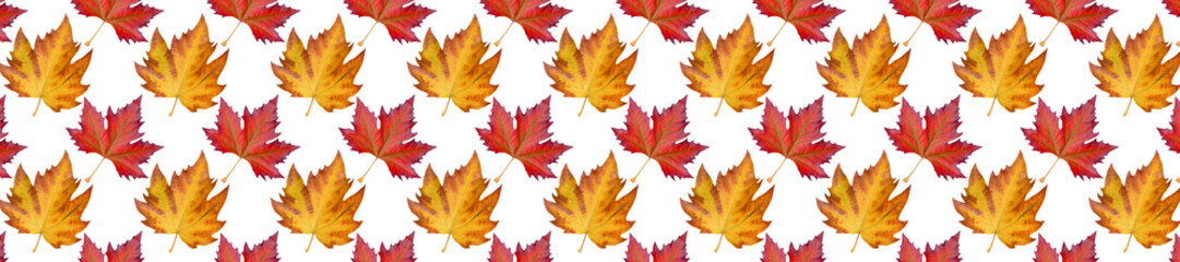 Naklejka na ściany i meble Panorama pattern sycamore brown autumn leaf on white background.