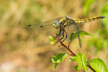 A Blue Eyed Yellow Dragonfly Sitting on a Plant and Enjoying the Sunlight