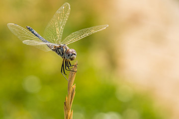 A Dragonfly Resting on a Plant with a Green Background behind It