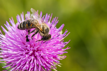 A Hard-Working Bee, a Beautiful Flower and a Pleasant Green Background