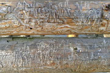 Tree destruction by insect bark bootle woodworm. tree wood eroded in wormholes suffers from bark beetle infection .Traces of a pest on a tree bark. natural backgrounds