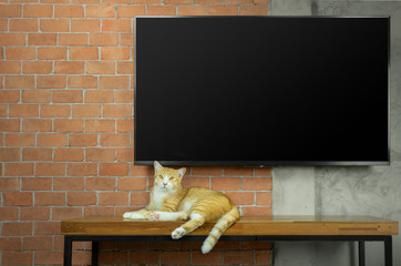 Cat sitting on wooden table with Led Tv on red brick wall