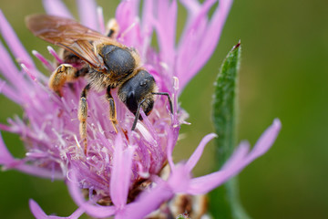 bee