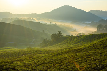 Obraz premium Beautiful view of tea plantation during sunrise in Cameron Highlands, Malaysia