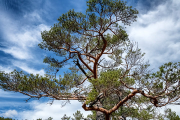 Norwegen Südnorwegen Wandern Natur
