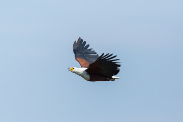 African fish eagle (haliaeetus vocifer) in flight, spread wings