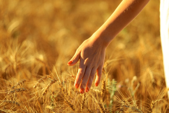 woman hand touching a golden wheat ear in the wheat field - Image