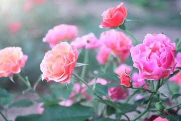 Sommerwind rose flowers on sunny background - obrazy, fototapety, plakaty