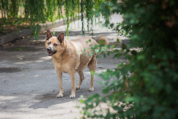 Funny big fat dog on a walk , pets lifestyle