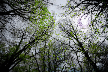 Backlit Foliage In Spring Beechwood