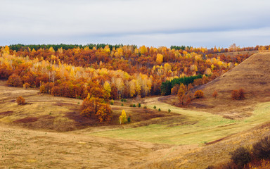 Autumnal forest on the hillside at overcast day