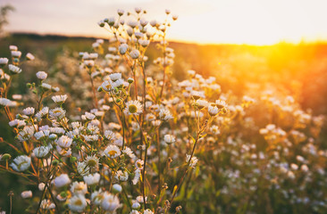 Le beau champ au coucher du soleil et différentes fleurs sauvages devant lui