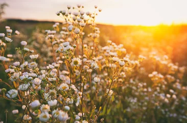 Fond de hotte en verre imprimé Jaune Le beau champ au coucher du soleil et différentes fleurs sauvages devant lui