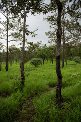 Obraz premium close up of krachiew flowers, local flower in Thailand