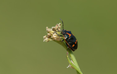 A pretty Brassica Shieldbug, Eurydema oleracea, perching on a plant in the UK.
