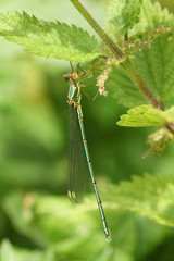 A stunning rare Willow Emerald Damselfly, Chalcolestes viridis, perched on a Stinging Nettle plant.
