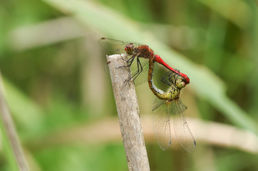 A mating pair of Ruddy Darter Dragonfly, Sympetrum sanguineum, perched on a reed at the edge of a pond.