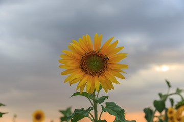 Lonely sunflower against a cloudy sky