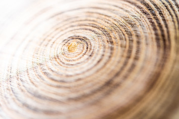 Annual ring of sliced tree trunk
