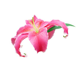 Fototapeta na wymiar Pink lilly flower on white background. Spring day for postcard, beauty decoration and agriculture concept design.