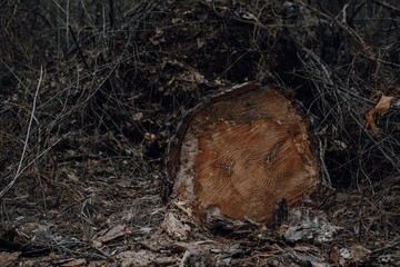 Wood texture of wavy ring pattern from a slice of tree. Grayscale Tined wooden stump