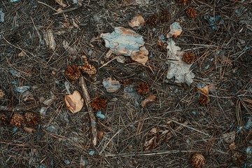 Fir-cone needle and leaves background. Tined. Close-up