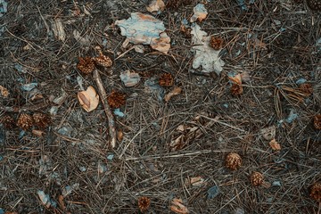 Fir-cone needle and leaves background. Tined. Close-up