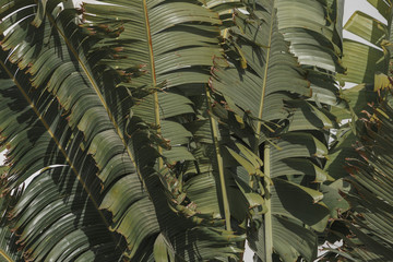 tropical leaves texture, large palm foliage nature green background © vladdeep