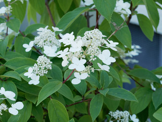 Hydrangea paniculata - Hortensia paniculé à inflorescence de petites fleurs blanches