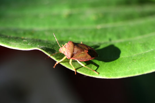 Bug. Beetle. Sunn pest. Insect. Eurygaster integriceps. Pest of cereal crops.
