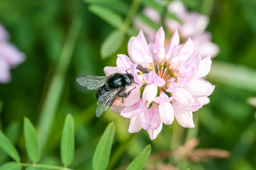 A wild wet bee foraging on a pink clover flower and gathering pollen