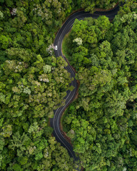 Aerial of a windy road in the middle of a rain forest.