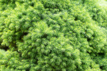 Close-up detail of a young Picea Abies Nidiformis with fresh sprouts in spring, appearing as a texture or background.