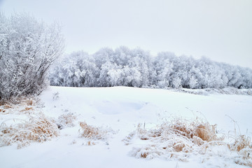 Obraz premium Grass and trees in frost on winter day, morning or evening