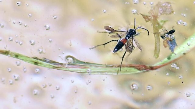 The rescue of drowning insects using stem of grass.